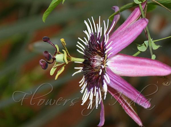 Violet Passion Flower
